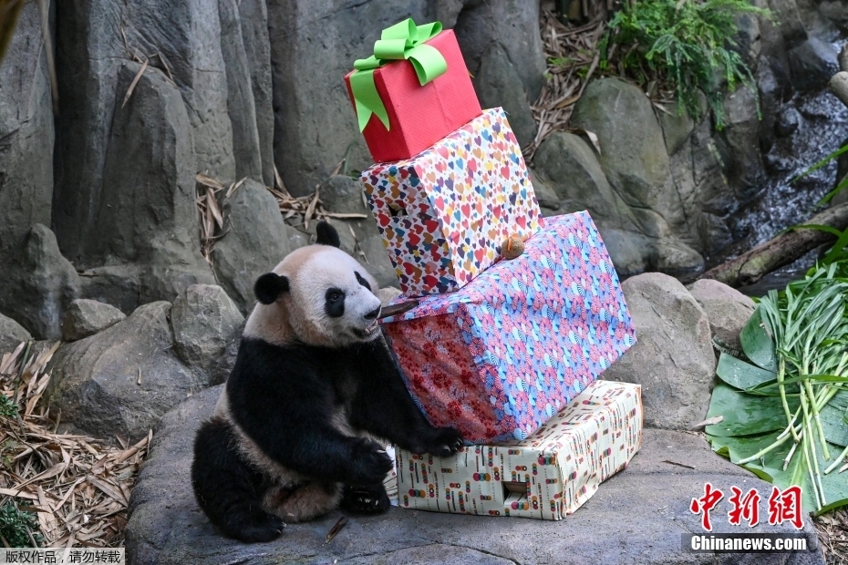 Panda gigante Le Le deixa Singapura rumo à China