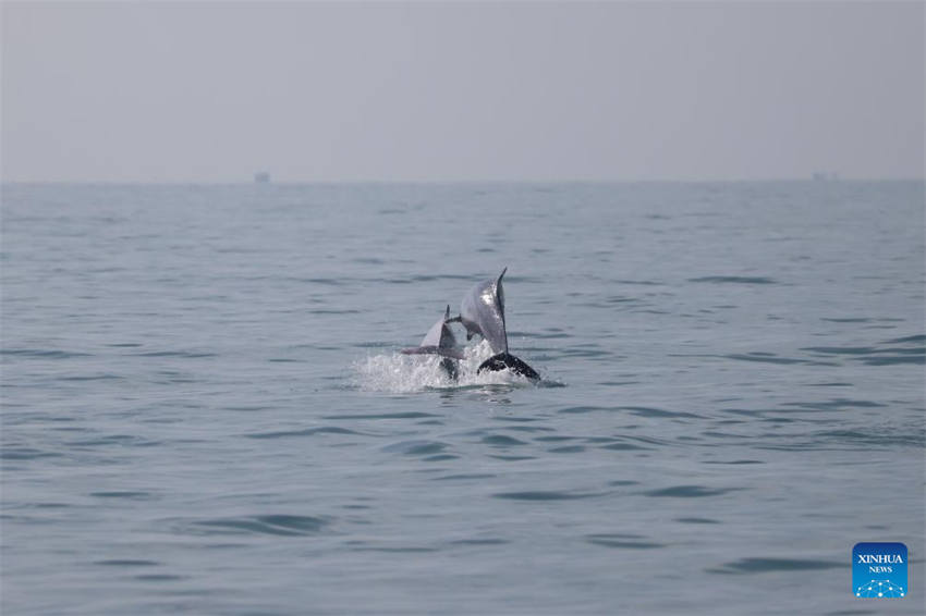 Golfinhos brancos chineses s?o vistos no mar no sul da China