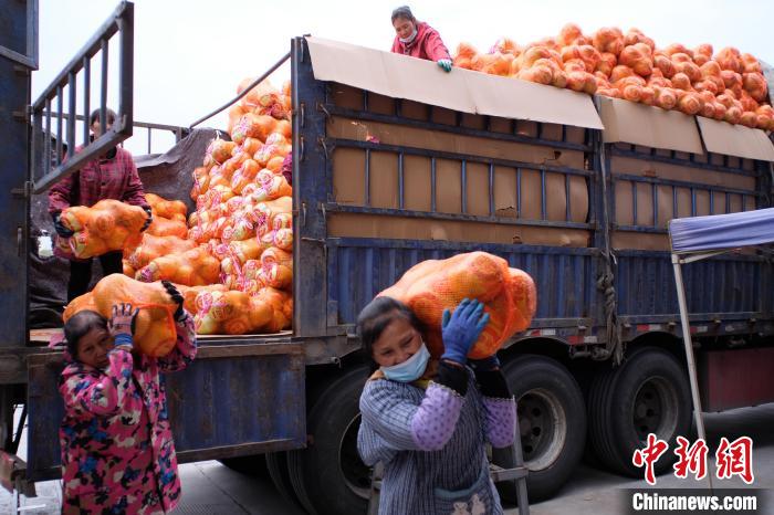 Pomelo Shatian em Guangxi entra no mercado
