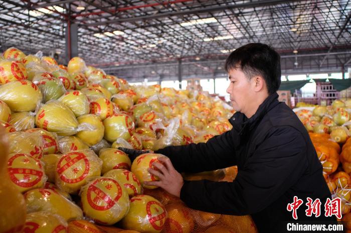 Pomelo Shatian em Guangxi entra no mercado