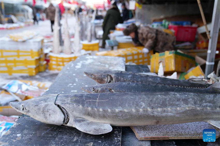 Mercado de peixe entra na temporada de pico de vendas em Fuyuan, noroeste da China