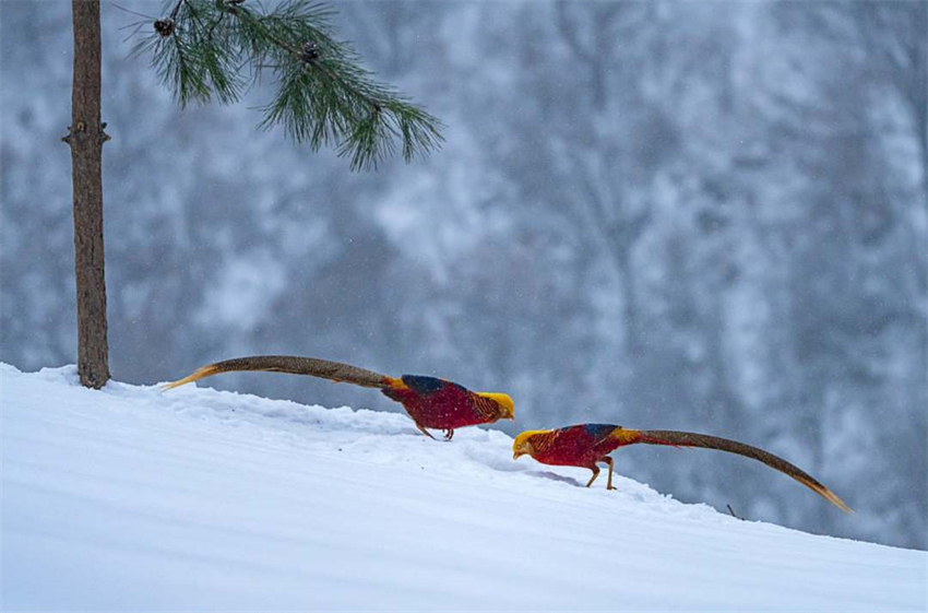 Galeria: fais?es dourados forrageando na neve