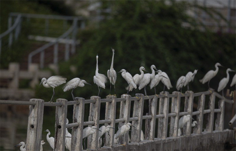 Xiamen: gar?as-brancas voam no Lago Yundang