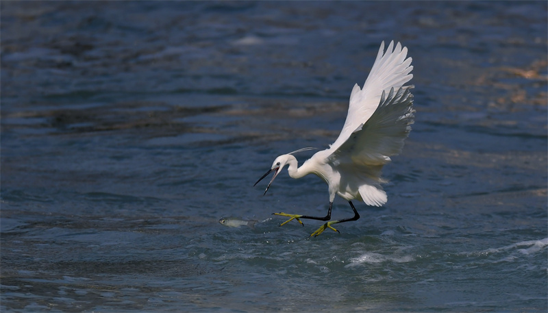 Xiamen: gar?as-brancas voam no Lago Yundang