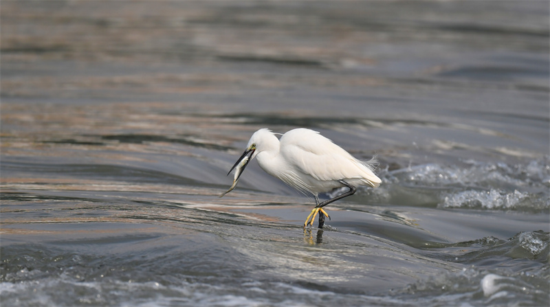 Xiamen: gar?as-brancas voam no Lago Yundang