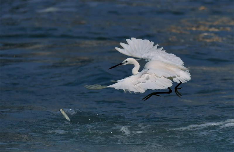 Xiamen: gar?as-brancas voam no Lago Yundang