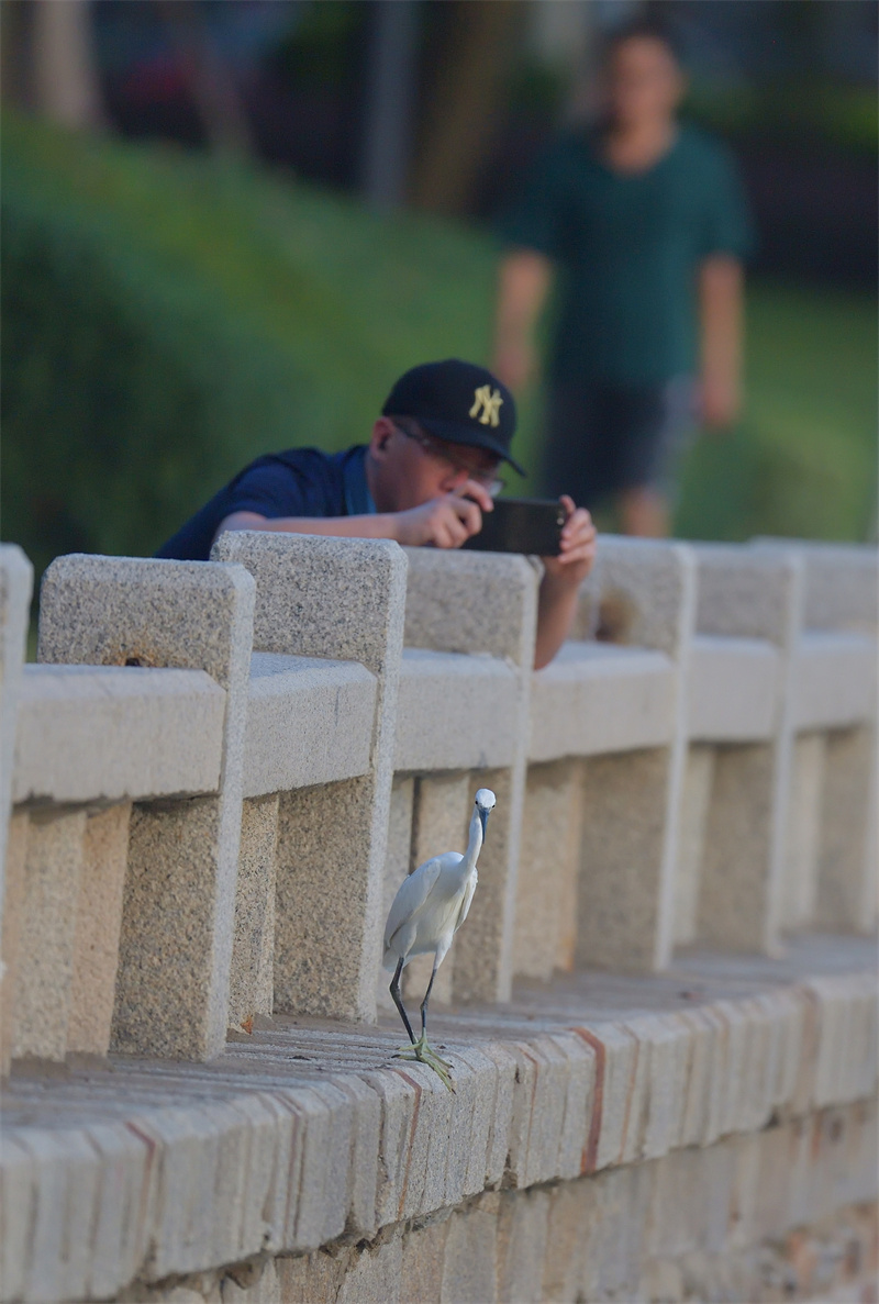 Xiamen: gar?as-brancas voam no Lago Yundang