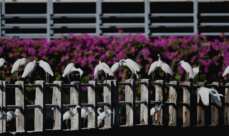 Xiamen: gar?as-brancas voam no Lago Yundang