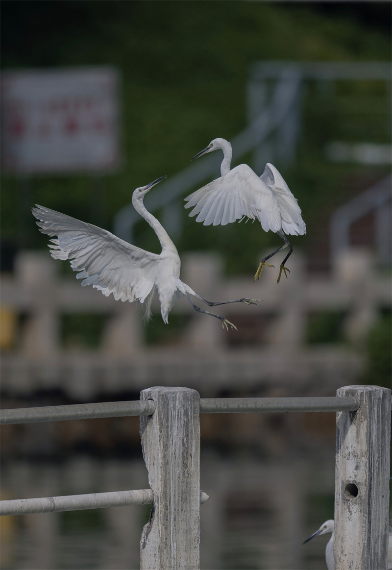 Xiamen: gar?as-brancas voam no Lago Yundang
