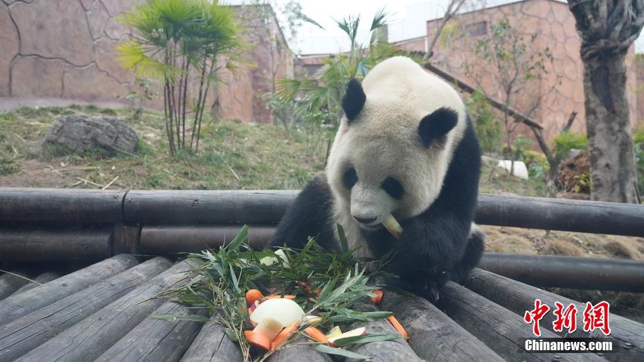 Tratadores preparam “yuanxiao” para pandas gigantes no Festival das Laternas, no sudoeste da China