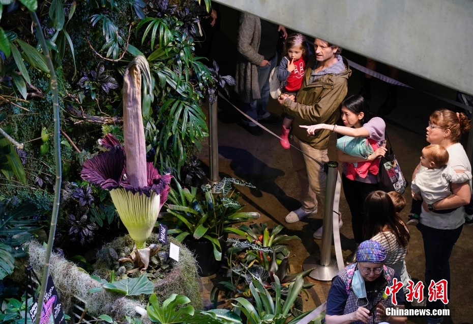 Galeria: Jarro-tit? floresce no Museu de Ciências da Califórnia