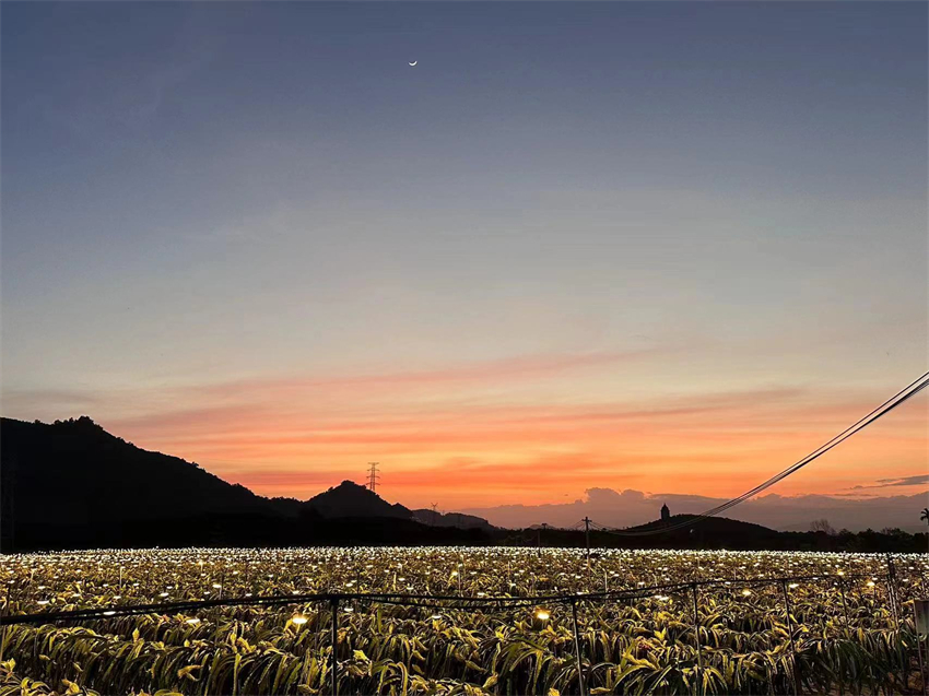 Galeria: florescimento exuberante de pitaia forma “mar de estrelas de luz” em Hainan