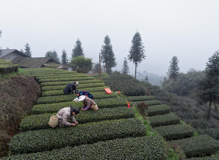 Sichuan: indústria do chá beneficia comunidades e empresas em Luzhou