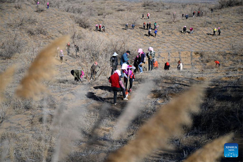 Pessoas lutam contra a desertifica??o em Ningxia, noroeste da China