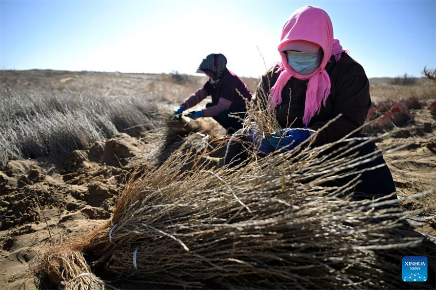 Pessoas lutam contra a desertifica??o em Ningxia, noroeste da China