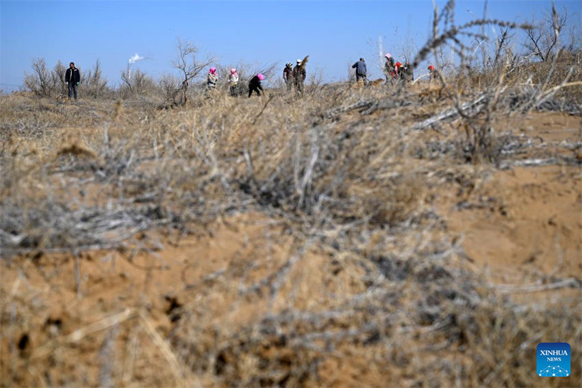 Pessoas lutam contra a desertifica??o em Ningxia, noroeste da China