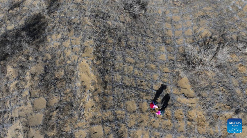 Pessoas lutam contra a desertifica??o em Ningxia, noroeste da China