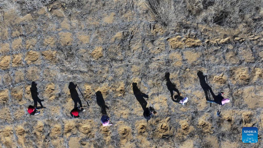 Pessoas lutam contra a desertifica??o em Ningxia, noroeste da China