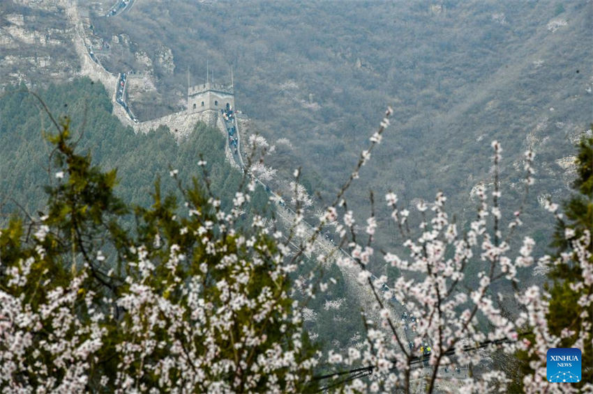 Galeria: trem corre em meio a flores perto da se??o Juyongguan da Grande Muralha