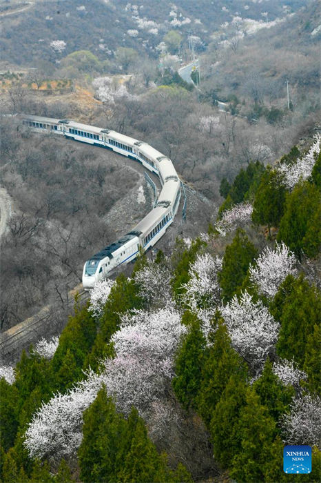 Galeria: trem corre em meio a flores perto da se??o Juyongguan da Grande Muralha