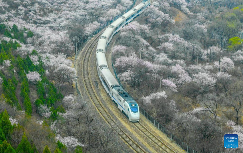 Galeria: trem corre em meio a flores perto da se??o Juyongguan da Grande Muralha