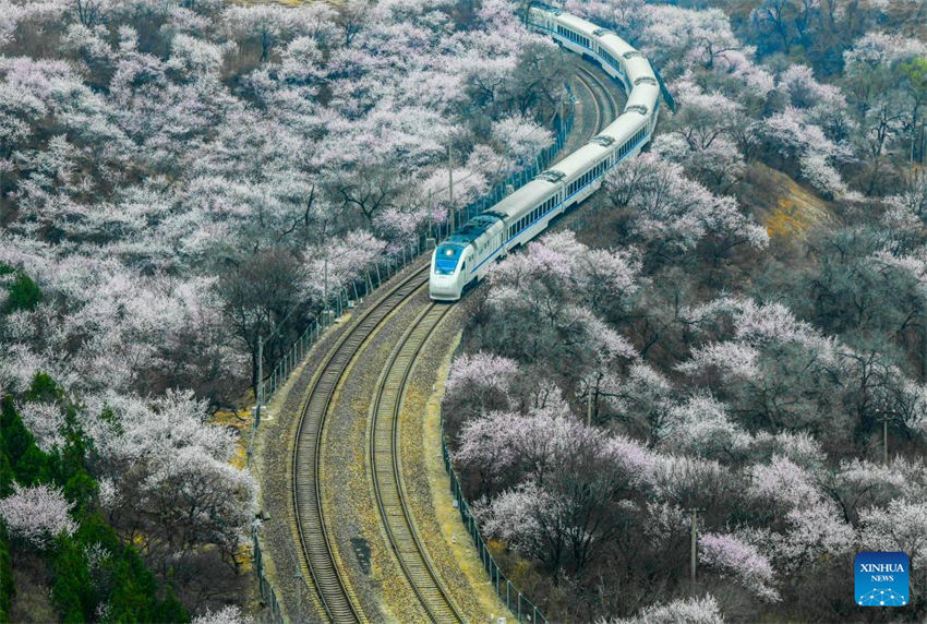 Galeria: trem corre em meio a flores perto da se??o Juyongguan da Grande Muralha