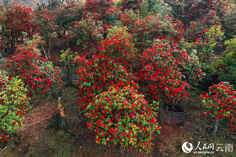 Galeria: flores de azaleia desabrocham no sudoeste da China