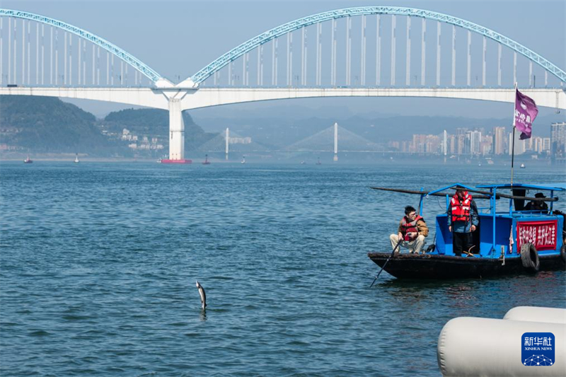 Mais de 200 mil esturj?es chineses s?o devolvidos ao rio Yangtze