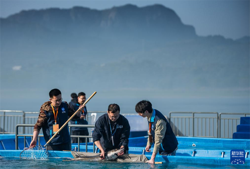 Mais de 200 mil esturj?es chineses s?o devolvidos ao rio Yangtze