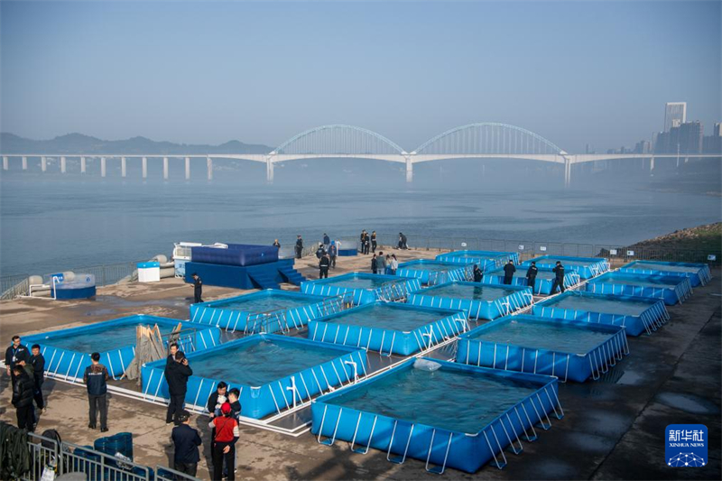 Mais de 200 mil esturj?es chineses s?o devolvidos ao rio Yangtze