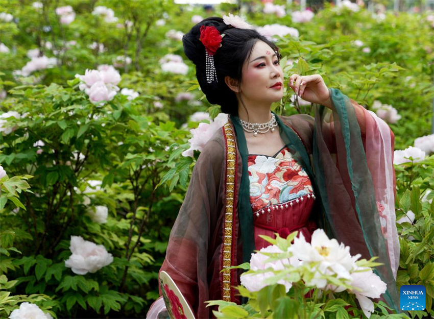 Luoyang explora cultura relacionada às flores de pe?nia