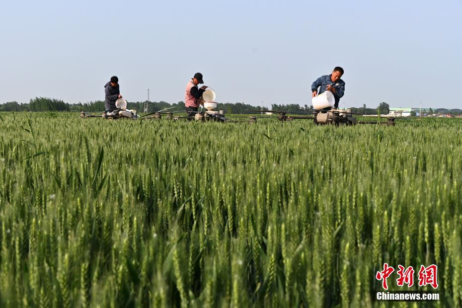 Hebei usa tecnologia de ponta para auxiliar nas opera??es agrícolas de campo