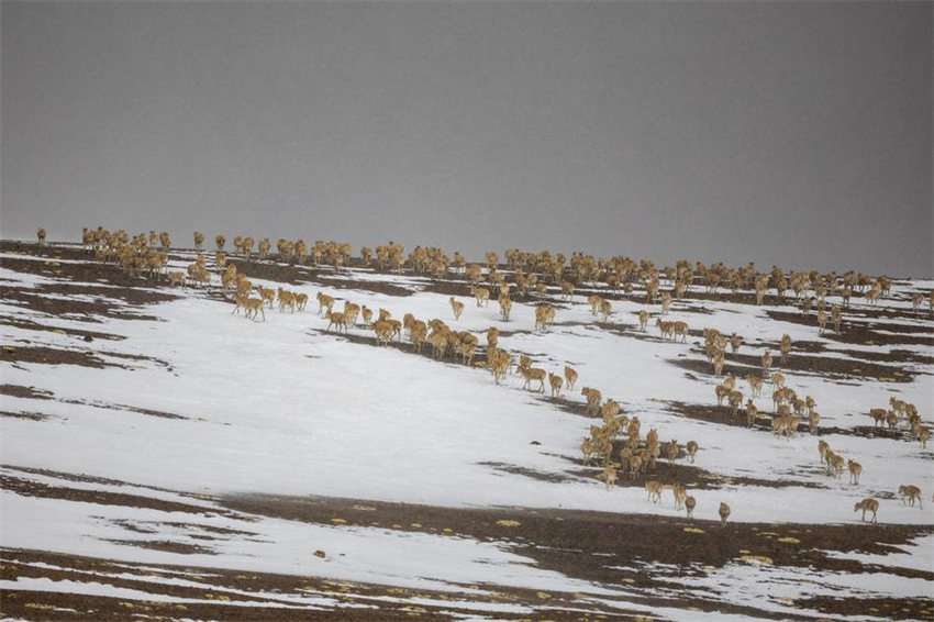 Antílopes tibetanas come?am migra??o anual para dar à luz em Xizang