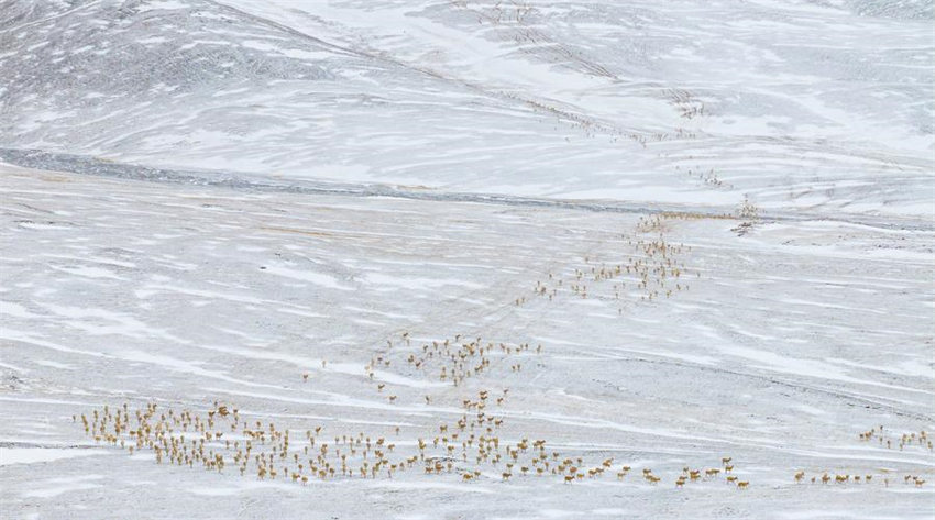 Antílopes tibetanas come?am migra??o anual para dar à luz em Xizang