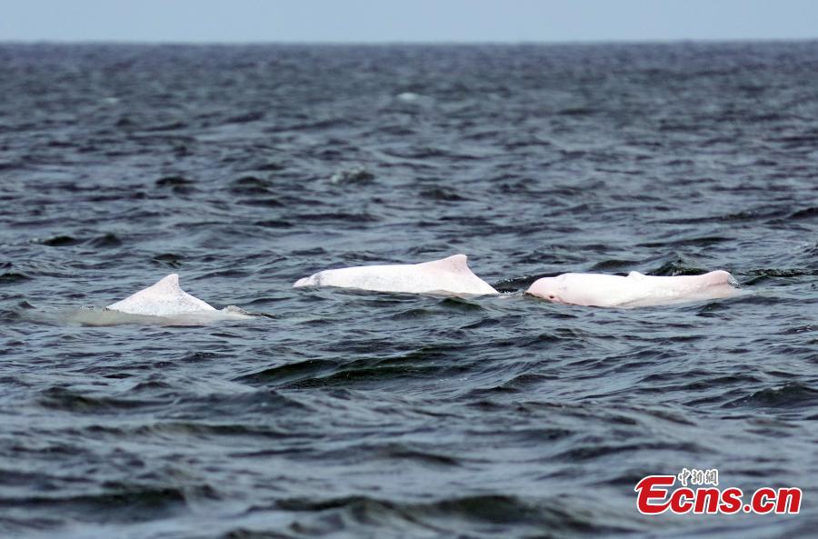 Golfinhos brancos chineses s?o vistos na Baía de Leizhou