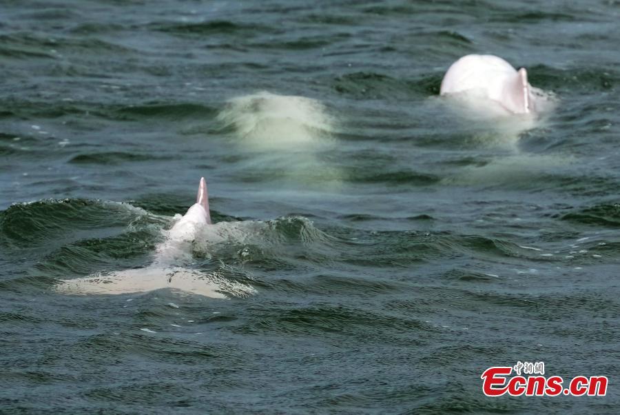 Golfinhos brancos chineses s?o vistos na Baía de Leizhou