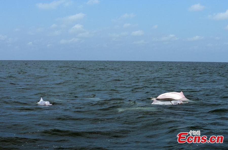 Golfinhos brancos chineses s?o vistos na Baía de Leizhou