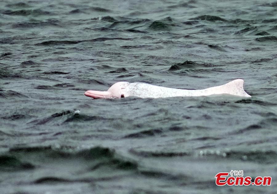 Golfinhos brancos chineses s?o vistos na Baía de Leizhou