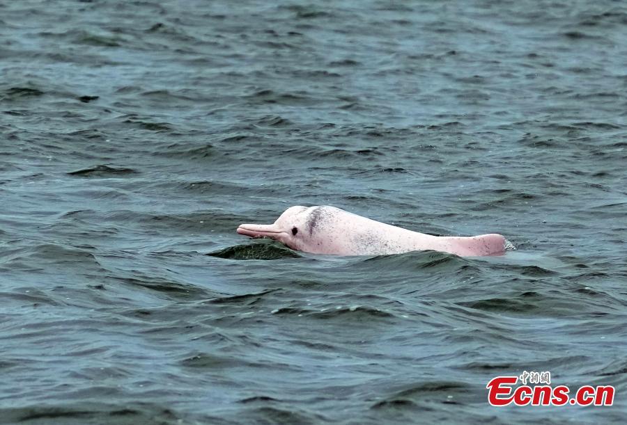 Golfinhos brancos chineses s?o vistos na Baía de Leizhou