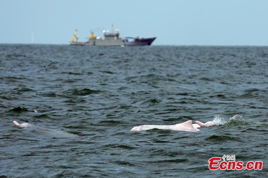 Golfinhos brancos chineses s?o vistos na Baía de Leizhou