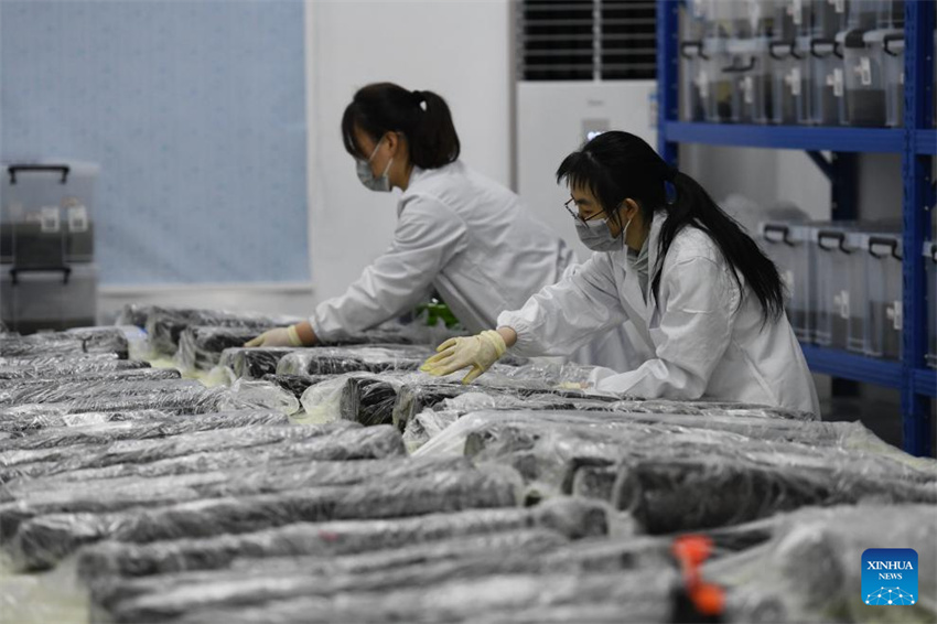 Escava??o arqueológica na tumba de Wuwangdun em Anhui produz descobertas importantes