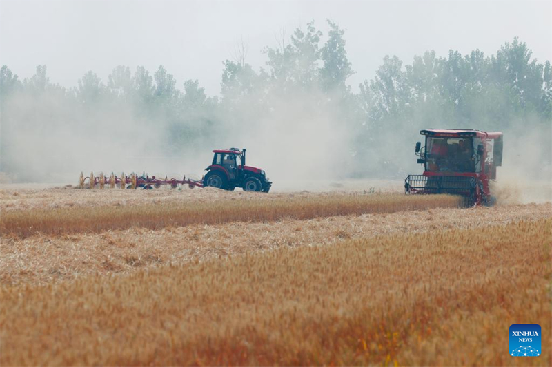 Henan prepara temporada da colheita de trigo