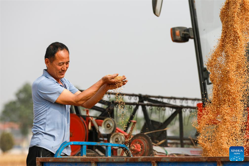 Henan prepara temporada da colheita de trigo