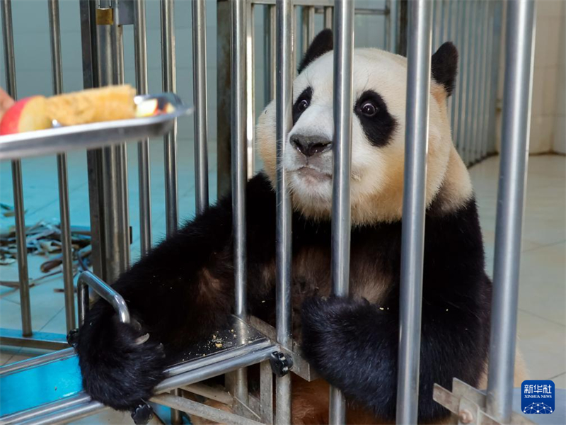Panda gigante 