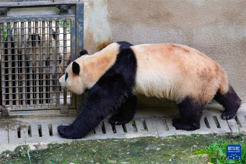 Panda gigante 