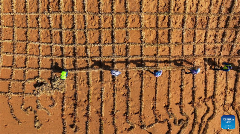 Ferramentas e tecnologias inovadoras contribuem para o controle de areia no noroeste da China