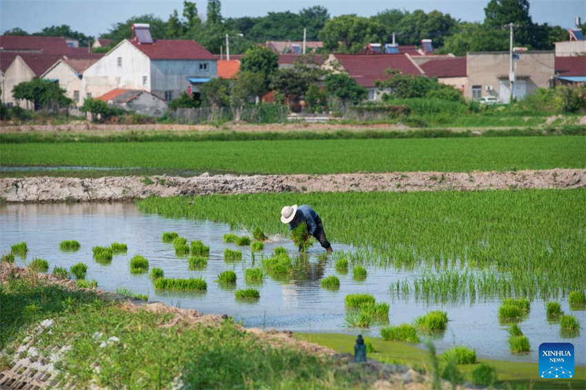 Planta??o de arroz verde e agricultura inteligente impulsionam desenvolvimento agrícola na China