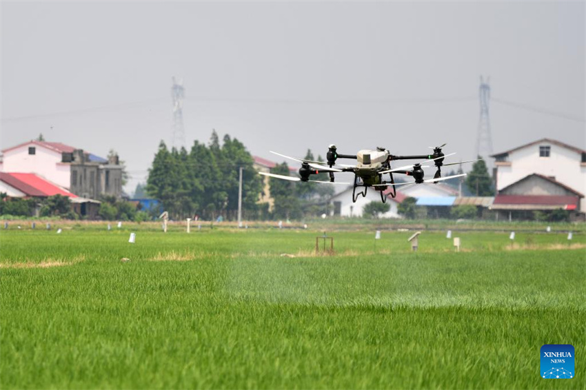 Planta??o de arroz verde e agricultura inteligente impulsionam desenvolvimento agrícola na China
