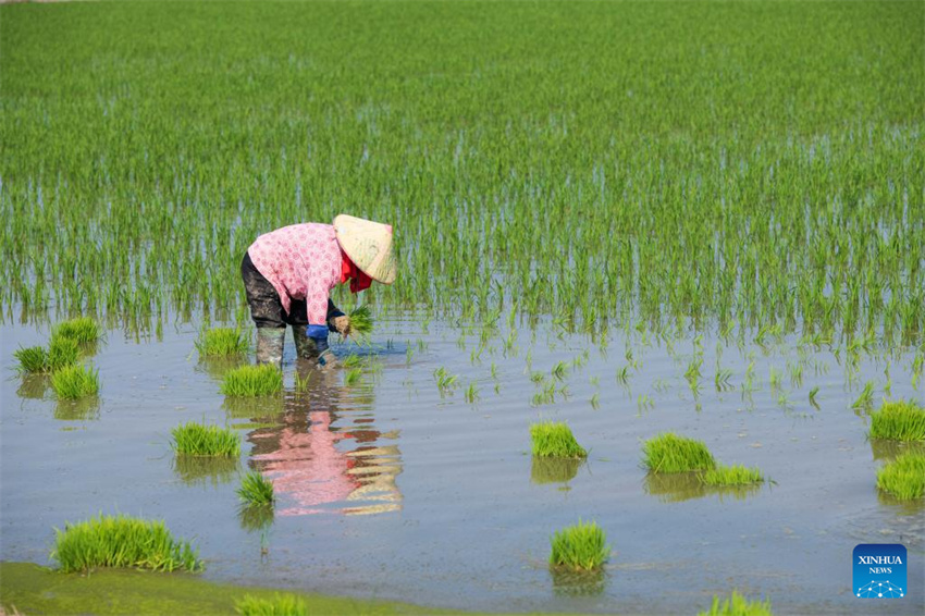 Planta??o de arroz verde e agricultura inteligente impulsionam desenvolvimento agrícola na China