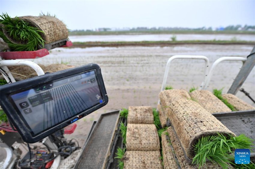 Planta??o de arroz verde e agricultura inteligente impulsionam desenvolvimento agrícola na China